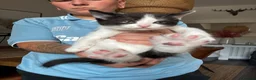 Mixed Breed cats for sale: Tuxedo cats  - Advert 5