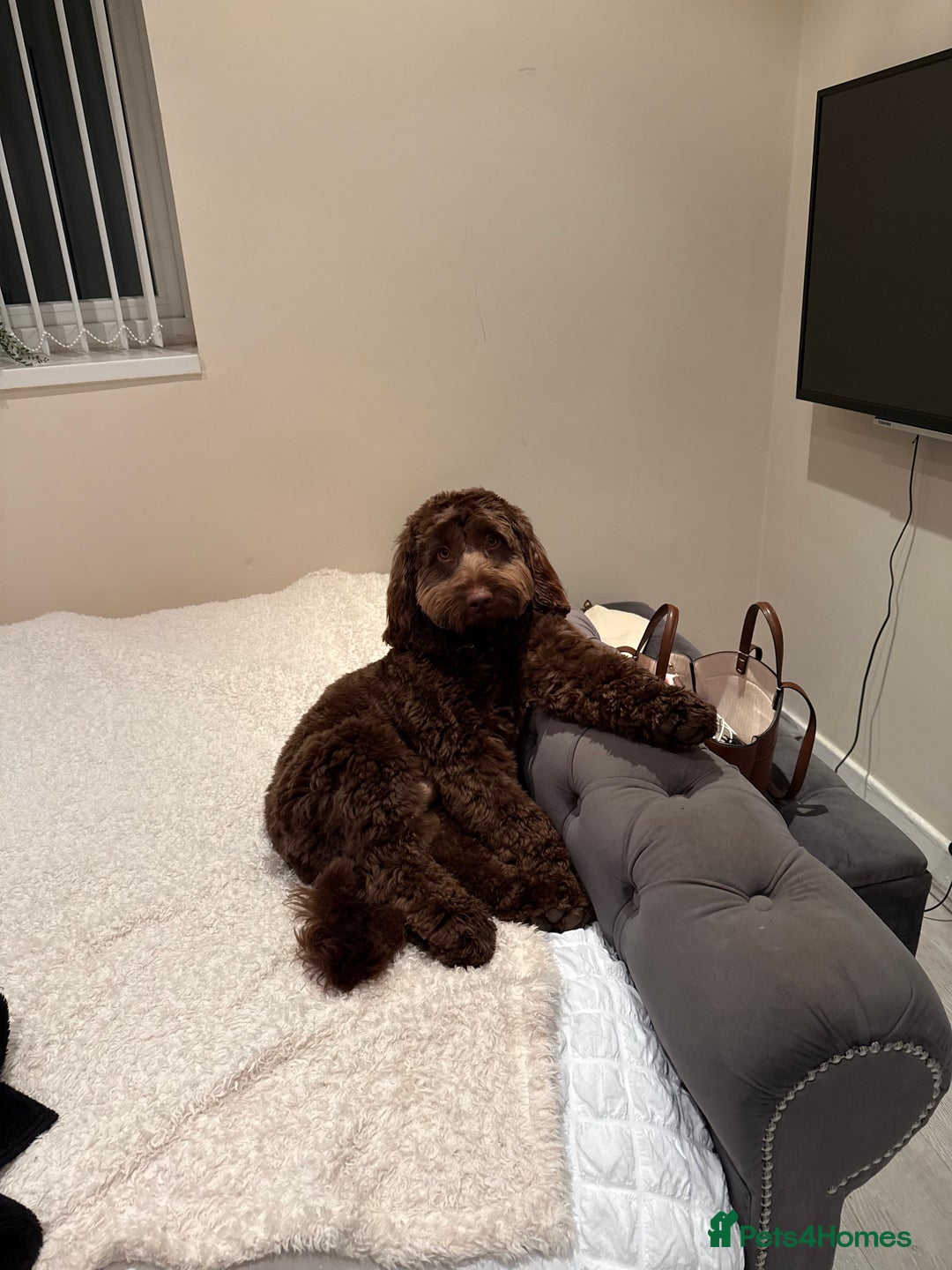 Cockapoo dogs for stud: F2 cockapoo Hugo for stud - Image 7
