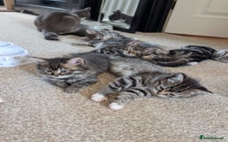British Shorthair cats for sale: Beautiful British short hair  - Image 16