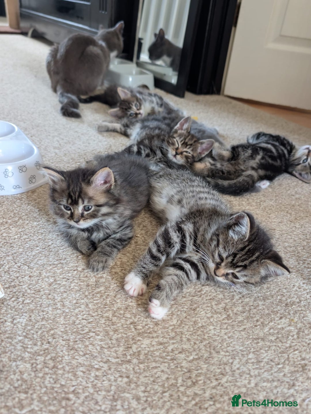 British Shorthair cats for sale: Beautiful British short hair  - Image 16