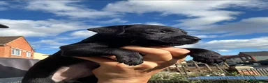 Jack Chi 2