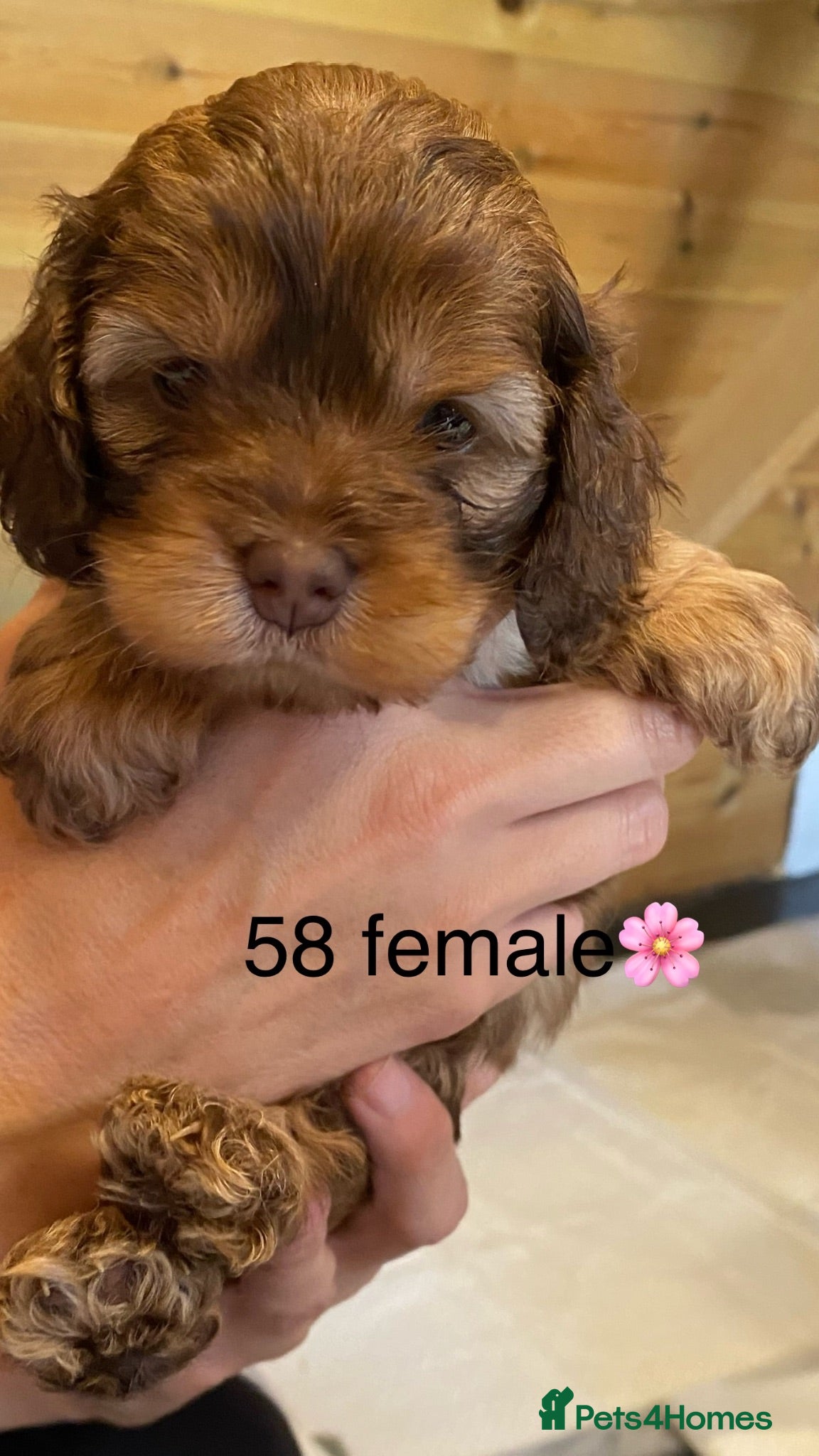 Cockapoo dogs Yankee Doodle  - Advert 5