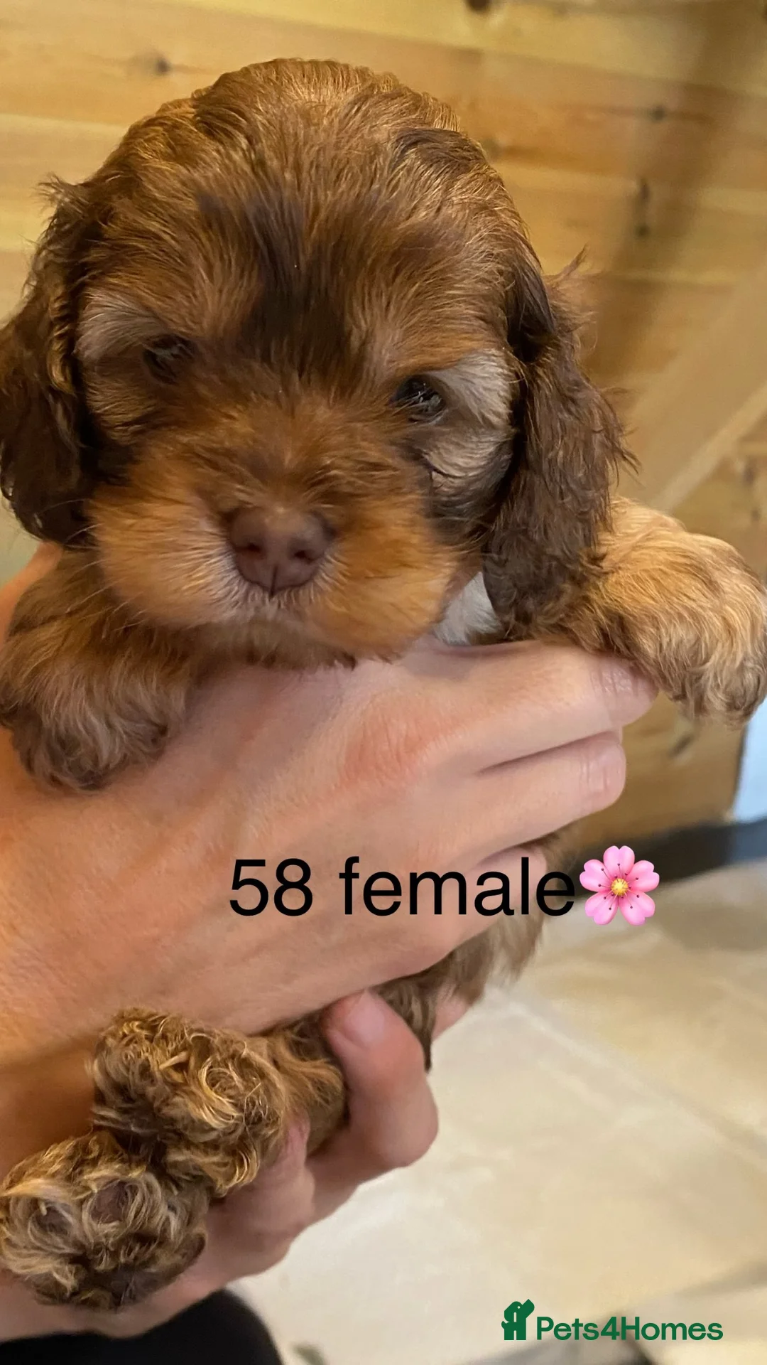 Cockapoo dogs for sale: Yankee Doodle  - Advert 1
