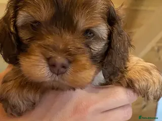 Cockapoo dogs Yankee Doodle - Advert 1