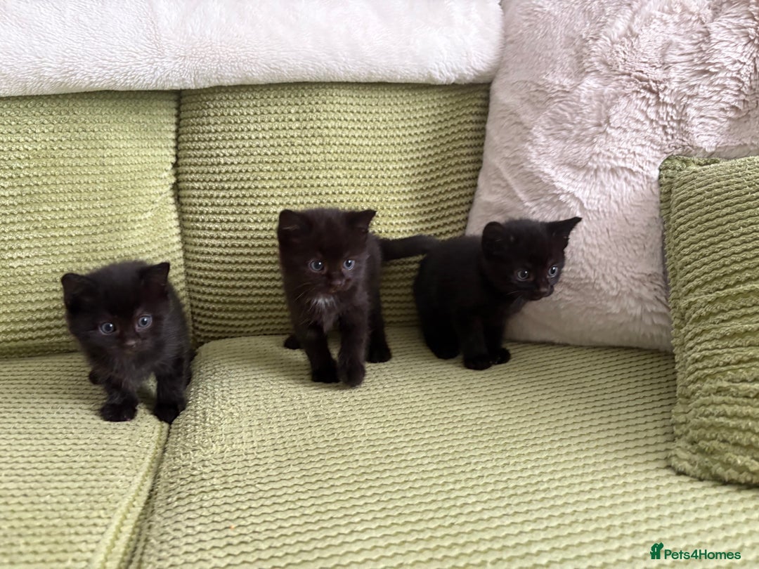 Domestic Shorthair cats for sale: 3 beautiful kittens  - Image 2
