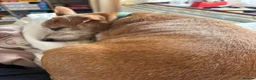 Mixed Breed dogs for adoption: ❗URGENT:Foster in Hospital, New Foster Home Needed in Bromyard - Advert 15