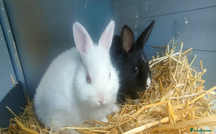 Netherland Dwarf rabbits - Advert 2