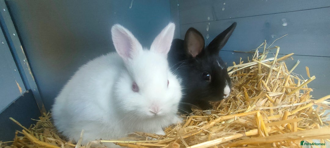 Netherland Dwarf rabbits for sale: Cute little netherland dwarf boys  - Image 1