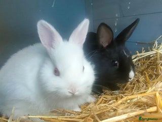 Netherland Dwarf rabbits - Advert 13