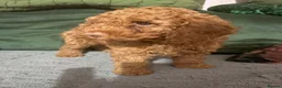 Miniature Poodle dogs for sale: Fox red miniature poodle. - Advert 4