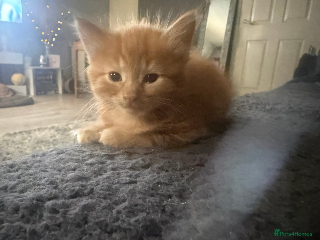 Maine Coon cats for sale: Ginger kittens - Advert 9