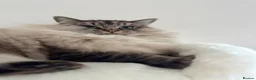 Ragdoll cats for sale: Lynx Tabby very large boy - Advert 4