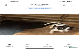 Jack Russell dogs for sale: Jack Russell  - Image 3