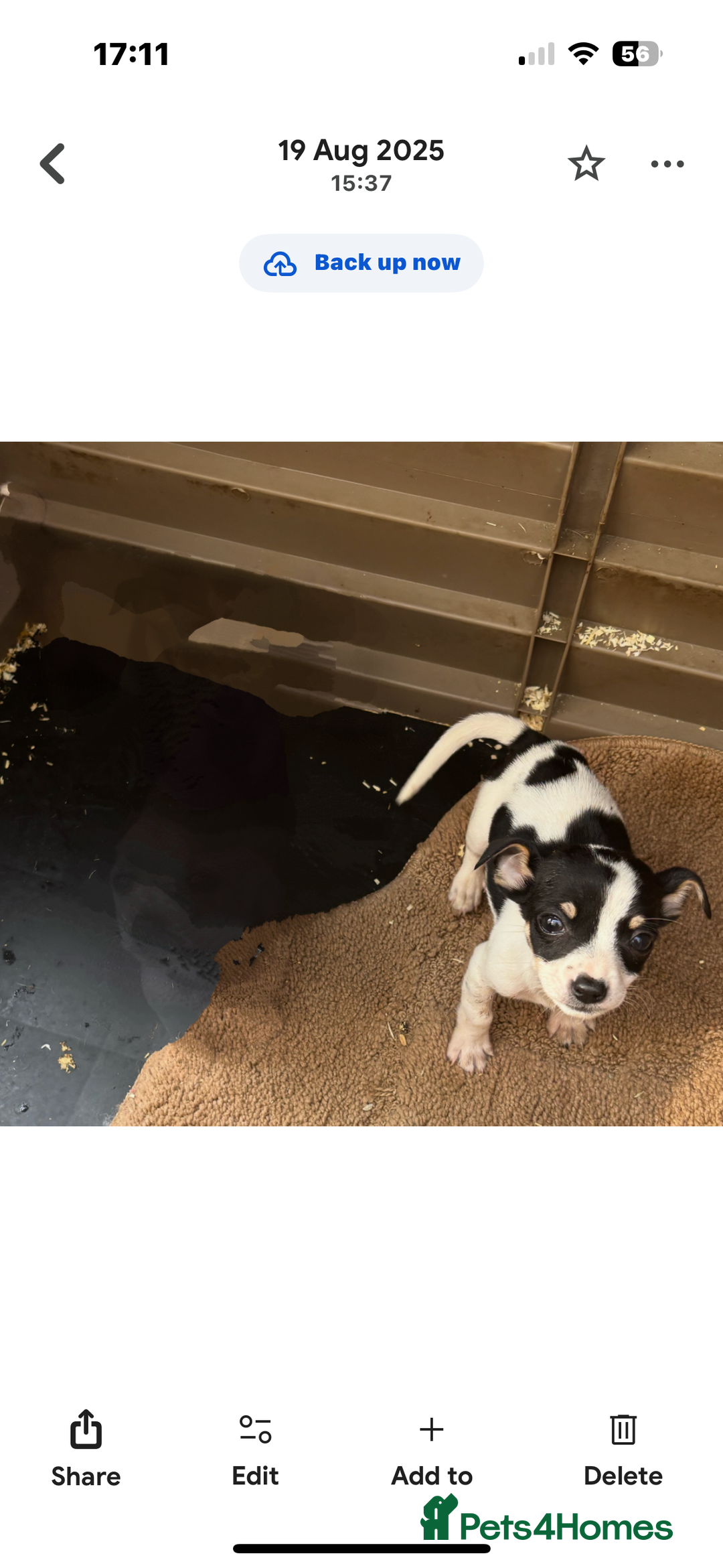 Jack Russell dogs for sale: Jack Russell  - Image 3
