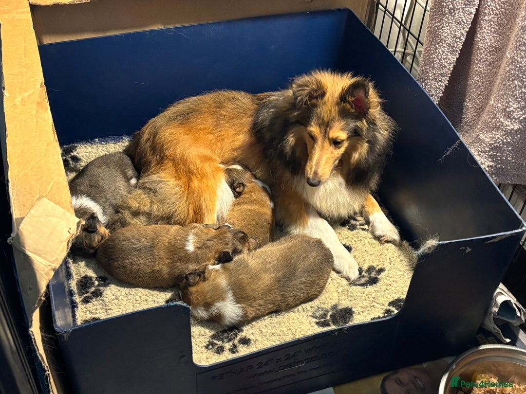 Shetland Sheepdog dogs for sale: Pretty sable Shetland sheepdog girl puppy  - Image 5