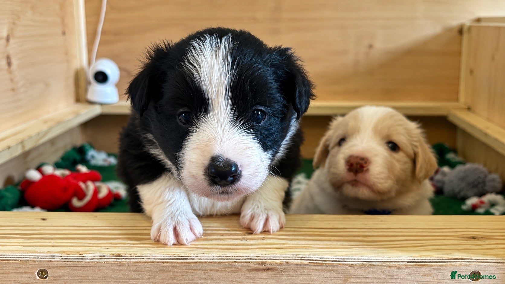 Border Collie dogs for sale: Beautiful Border Collie Puppies-KC Registered - Advert 1