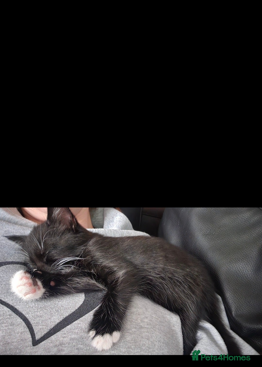 Mixed Breed cats for sale: Playful male kitten - Image 4