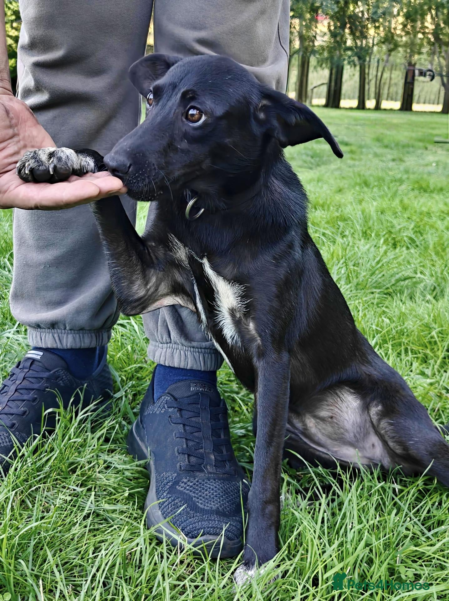 Mixed Breed dogs Pixel, adorable girl looking for a new home - Advert 1