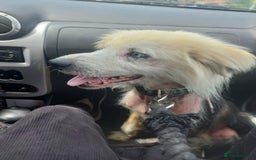 Mixed Breed dogs for adoption: BLUE3 - a lovely boy for a Loving Home - Image 7