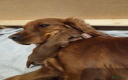 Cocker Spaniel dogs for sale: Beautiful cocker spaniel pups  - Image 4