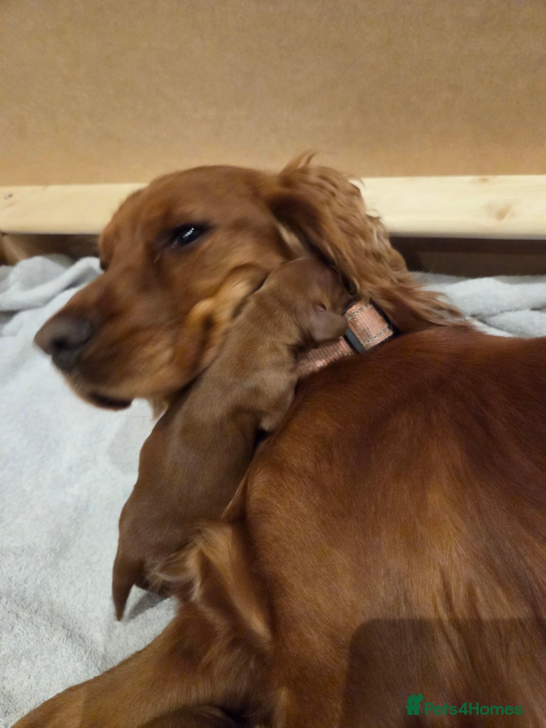 Cocker Spaniel dogs for sale: Beautiful cocker spaniel pups  - Image 4