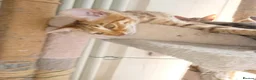 Savannah cats for sale: SAVANNAH KITTENS  READY FOR A NEW LOVING HOME - Advert 6