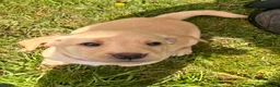 Labrador Retriever dogs for sale: 4 Beautiful Working Labrador Puppies - Advert 4