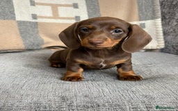 Miniature Dachshund dogs for sale: Beautiful Miniature Smooth Dachshund Puppies! - Image 7