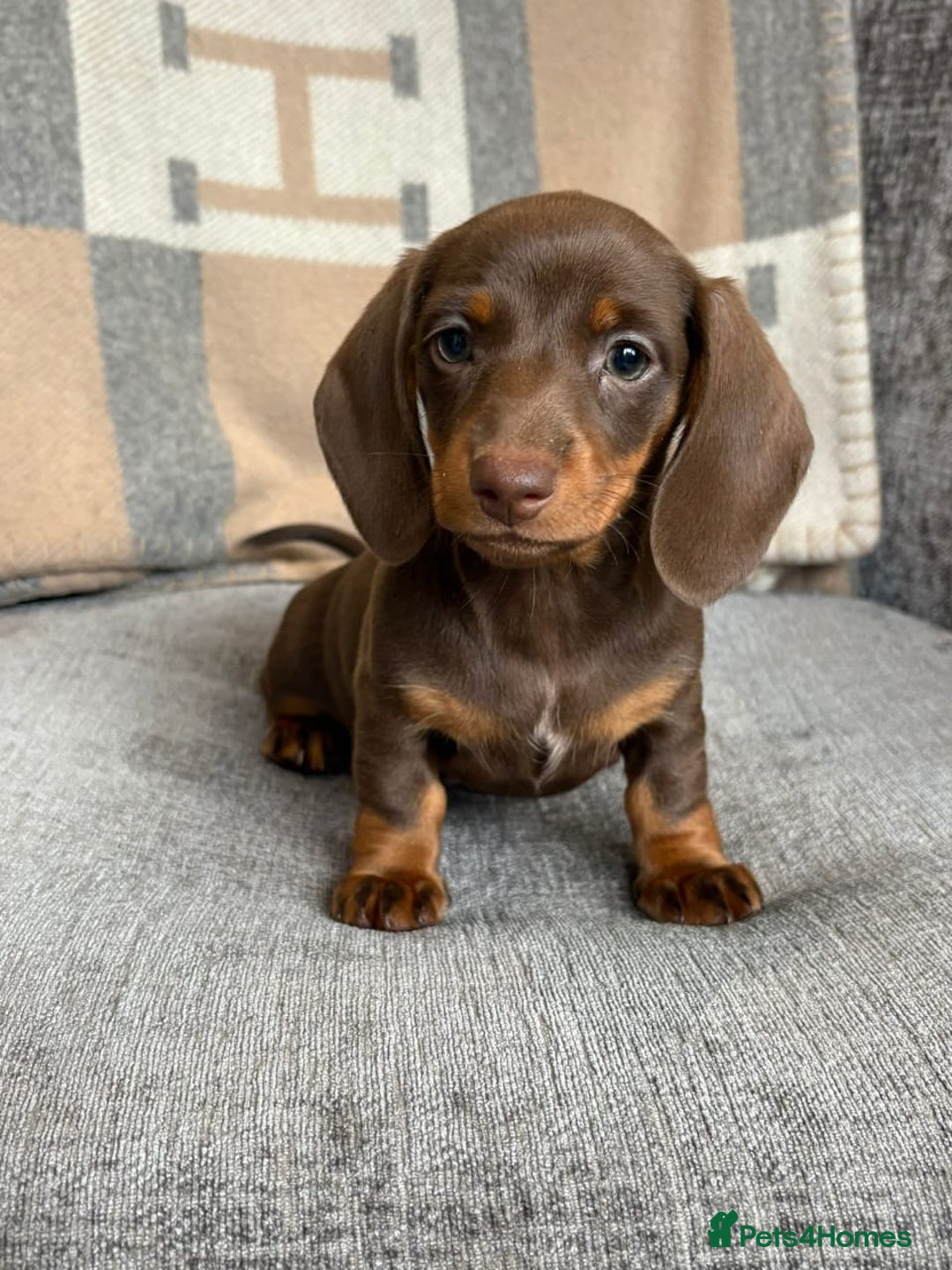 Miniature Dachshund dogs for sale: Beautiful Miniature Smooth Dachshund Puppies! - Image 7