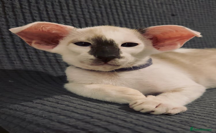 Oriental cats - Advert 2