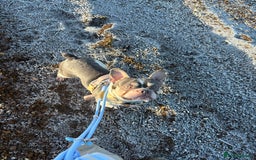 French Bulldog dogs for sale: Still looking for a new home RFG health tested boy - Image 9