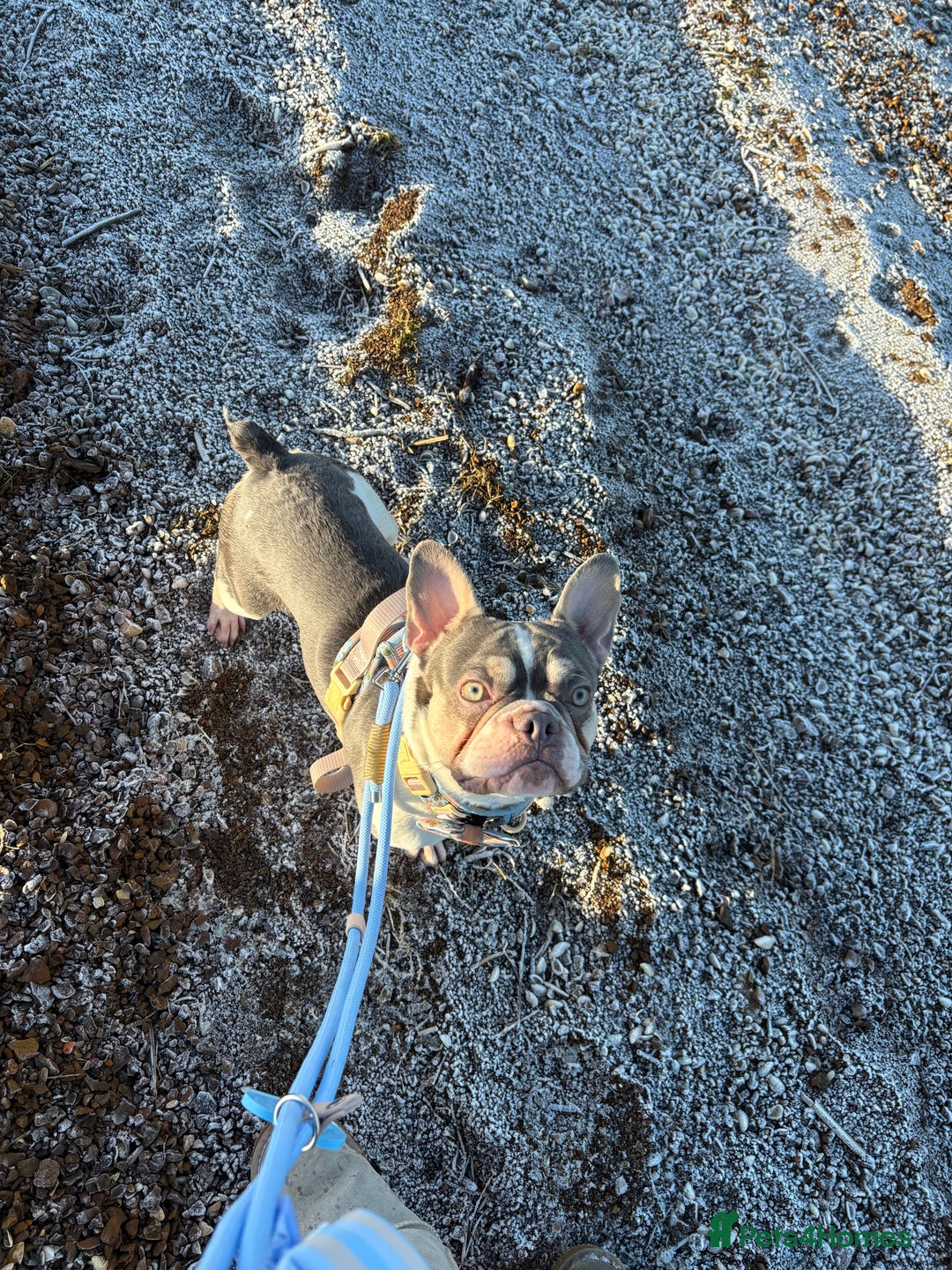 French Bulldog dogs for sale: Still looking for a new home RFG health tested boy - Image 9