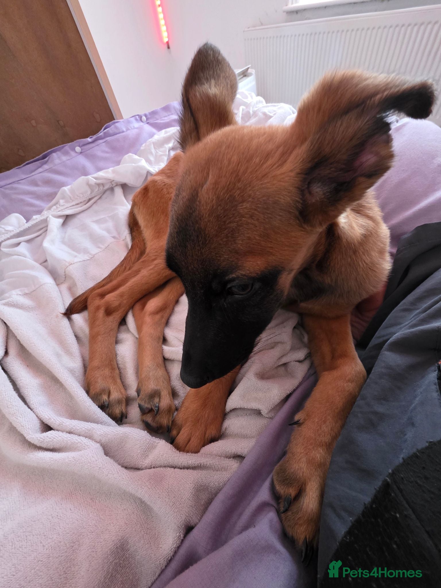 Mixed Breed dogs Luna needs a new home  - Advert 1