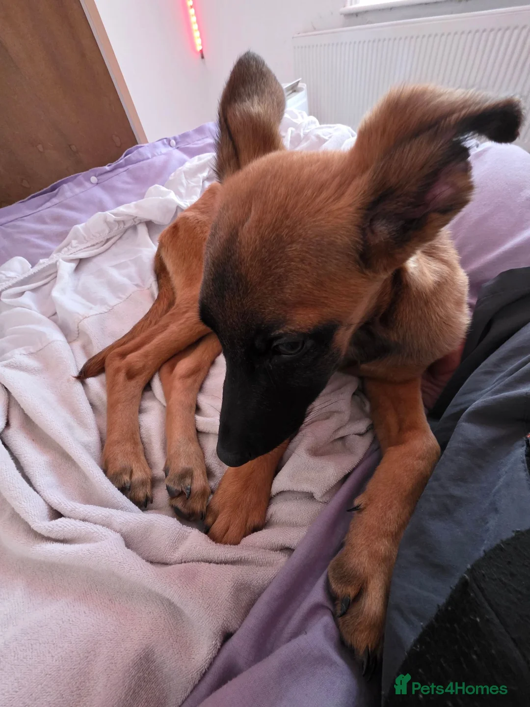 Mixed Breed dogs for sale: Luna needs a new home  - Advert 1