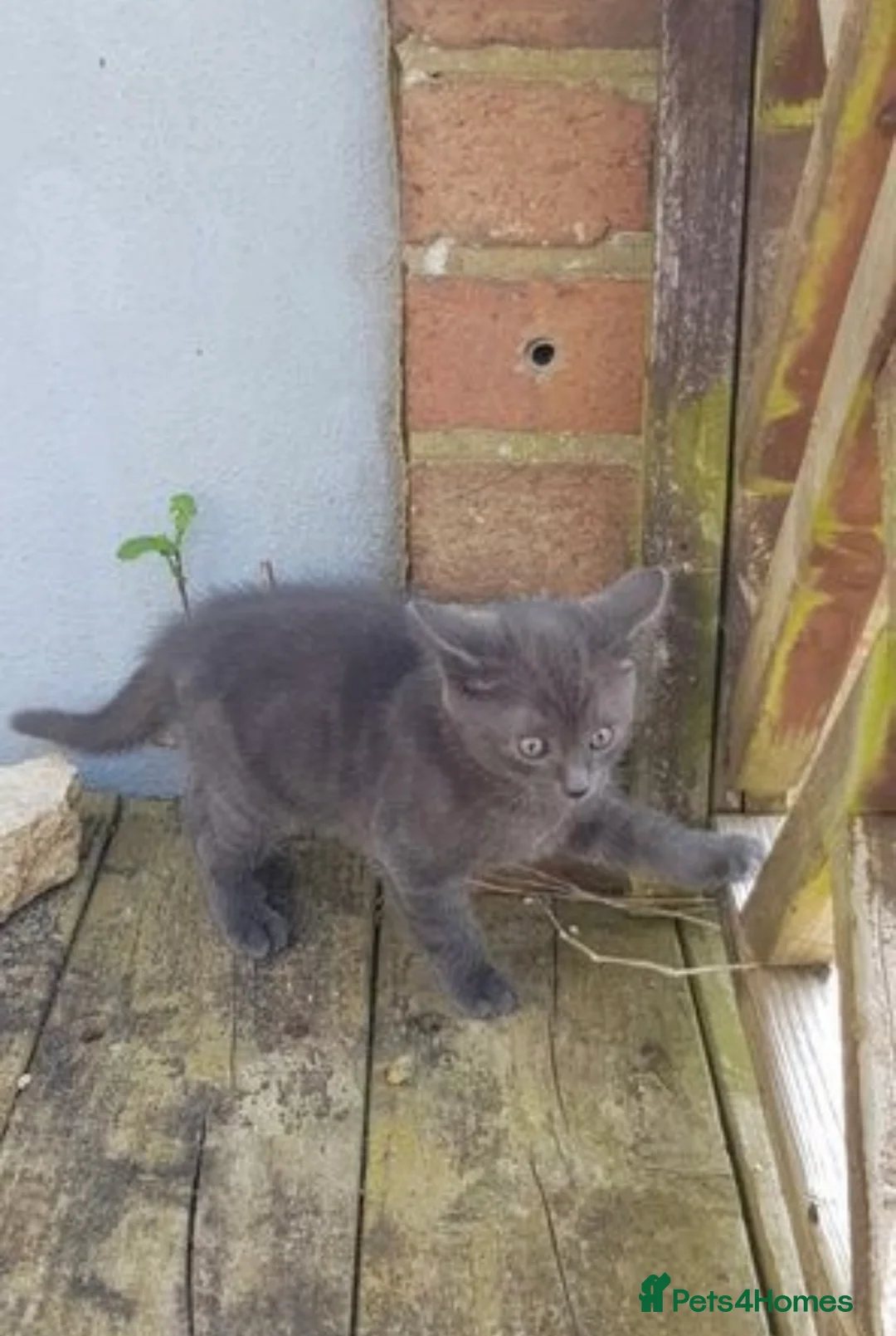 Chartreux cats for stud: Handsome BSH mix for Stud  in London - Advert 18