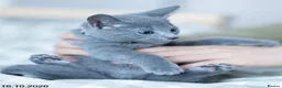 Russian Blue cats for sale: Adorable Russian Blue Kittens. - Advert 32