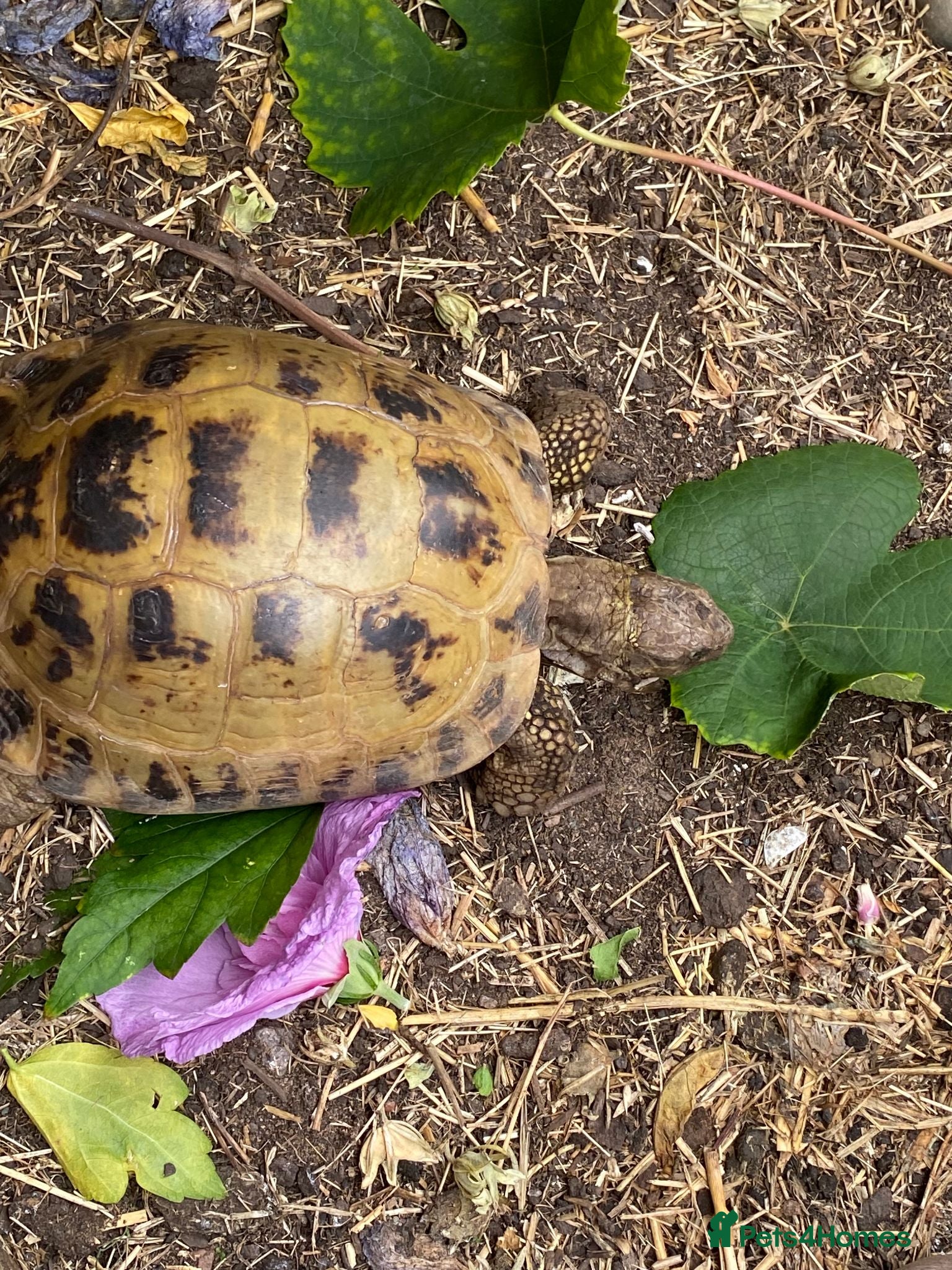 Tortoise reptiles Female adult Russian Tortoise - Advert 1