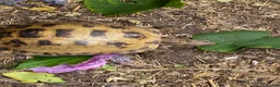 Tortoise reptiles for sale: Female adult Russian Tortoise - Advert 1