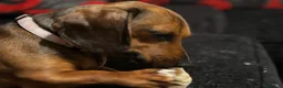 Dachshund dogs for sale: Coco needs a loving home in Farnborough - Advert 2