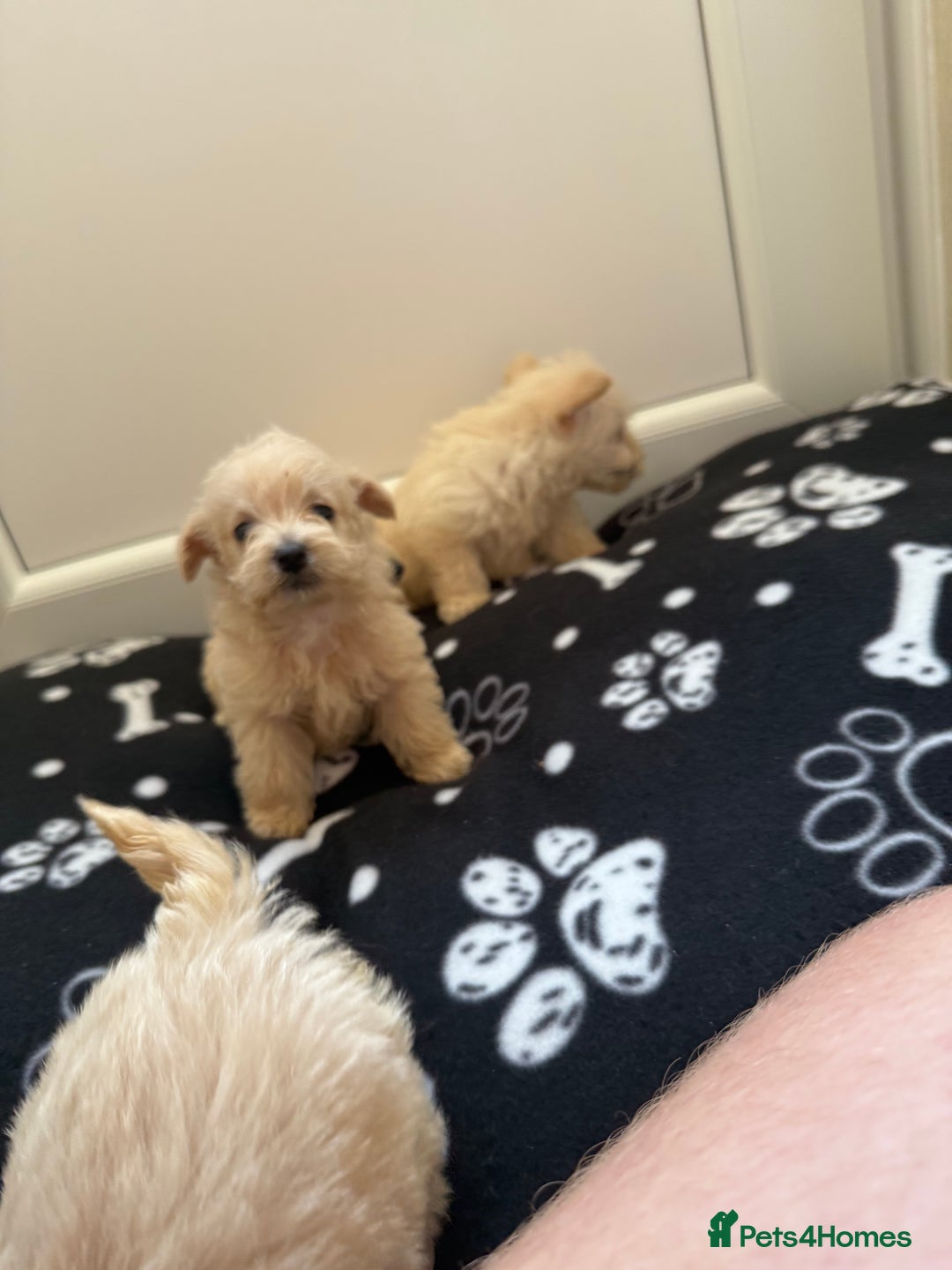 West Highland Terrier dogs for sale: DNA health tested Westie-poos  - Image 14