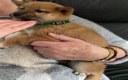 Japanese Shiba Inu dogs for sale: Beautiful Shiba - Image 5