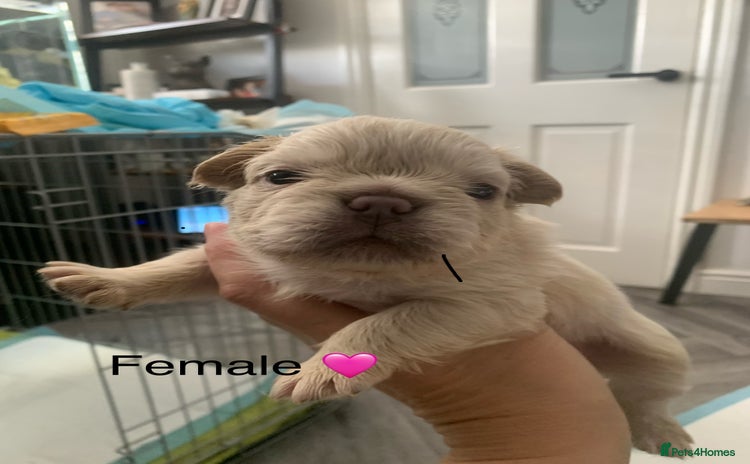 French Bulldog dogs - Advert 3