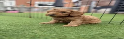 Cockapoo dogs for sale: Adorable Cockapoo puppies  - Advert 3