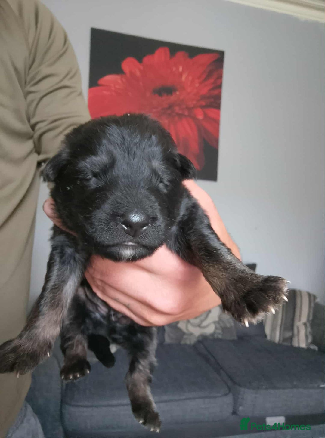 German Shepherd dogs for sale: Beautiful chunky German shepherd pups - Image 1