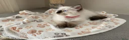 Ragdoll cats for sale: Ragdoll kittens - Advert 23