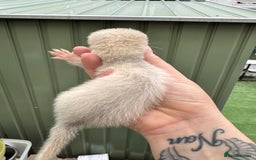 Ferret rodents for sale: Black eyed white ferrets  - Image 9