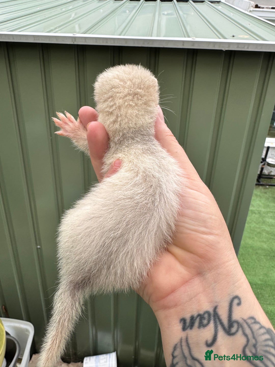 Ferret rodents for sale: Black eyed white ferrets  - Image 9