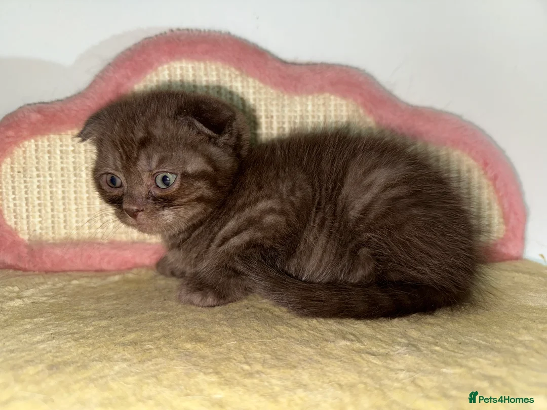 British Shorthair cats for sale: BSH x Fold Show quality choc boy  - Advert 20