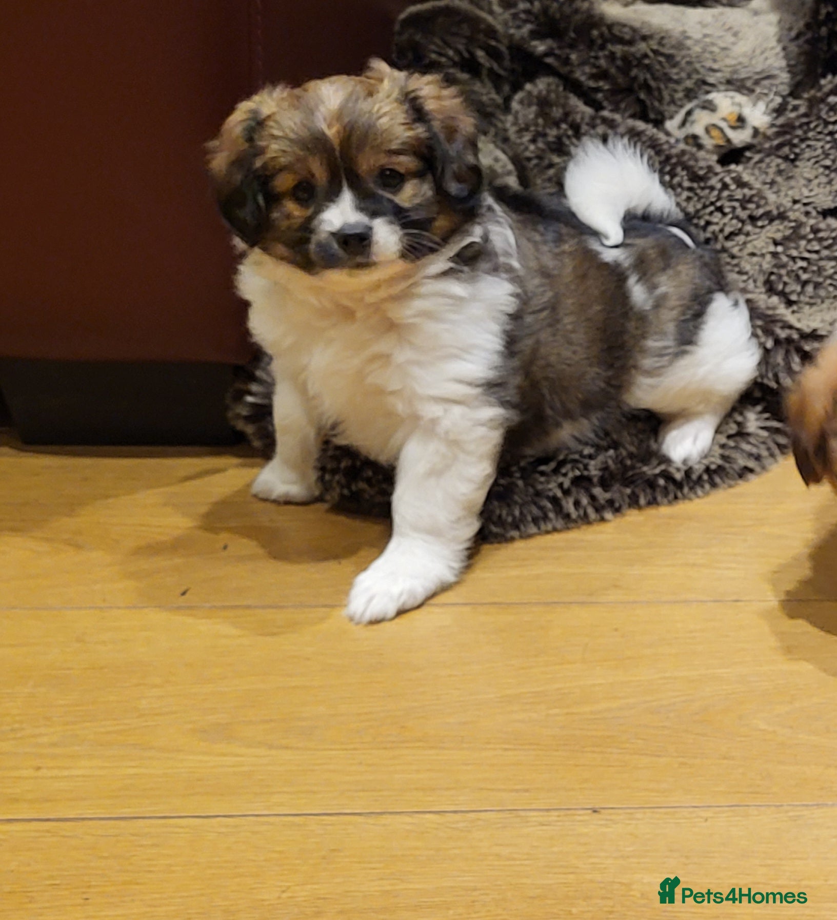 Mixed Breed dogs ONLY 1 left! Unique Hybrid Cavapoms - Advert 8