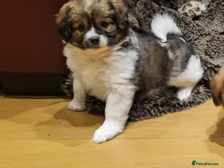 Mixed Breed dogs ONLY 1 left! Unique Hybrid Cavapoms - Advert 5